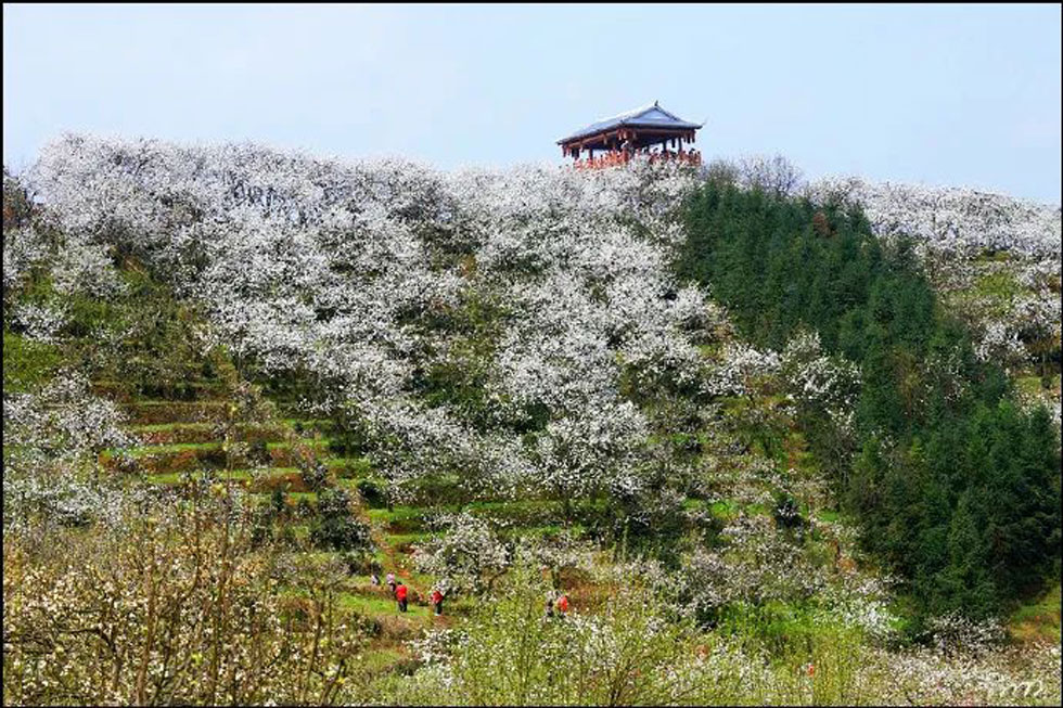【春天，广西桂林灌阳县向您发出邀请！】我们在灌阳看梨花 - 游山玩水 - 克孜勒苏生活社区 - 克孜勒苏28生活网 kzls.28life.net