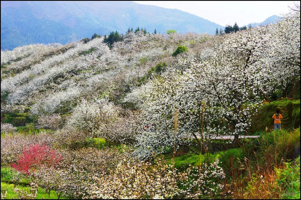 【春天，广西桂林灌阳县向您发出邀请！】我们在灌阳看梨花 - 游山玩水 - 克孜勒苏生活社区 - 克孜勒苏28生活网 kzls.28life.net