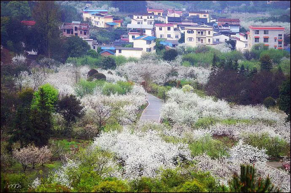 【春天，广西桂林灌阳县向您发出邀请！】我们在灌阳看梨花 - 游山玩水 - 克孜勒苏生活社区 - 克孜勒苏28生活网 kzls.28life.net