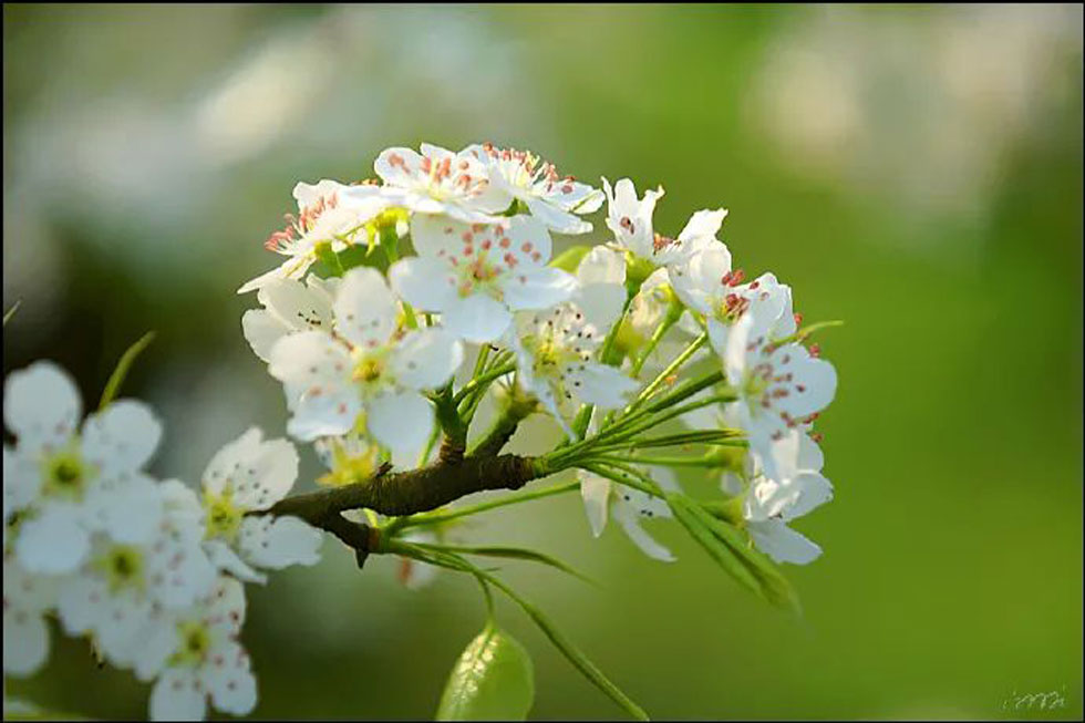 【春天，广西桂林灌阳县向您发出邀请！】我们在灌阳看梨花 - 游山玩水 - 克孜勒苏生活社区 - 克孜勒苏28生活网 kzls.28life.net