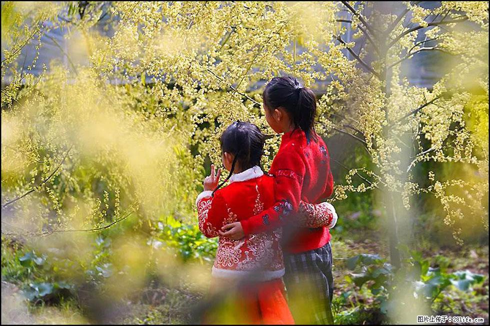 【春天，广西桂林灌阳县向您发出邀请！】米珠山前有片山苍子花在飘香 - 游山玩水 - 克孜勒苏生活社区 - 克孜勒苏28生活网 kzls.28life.net