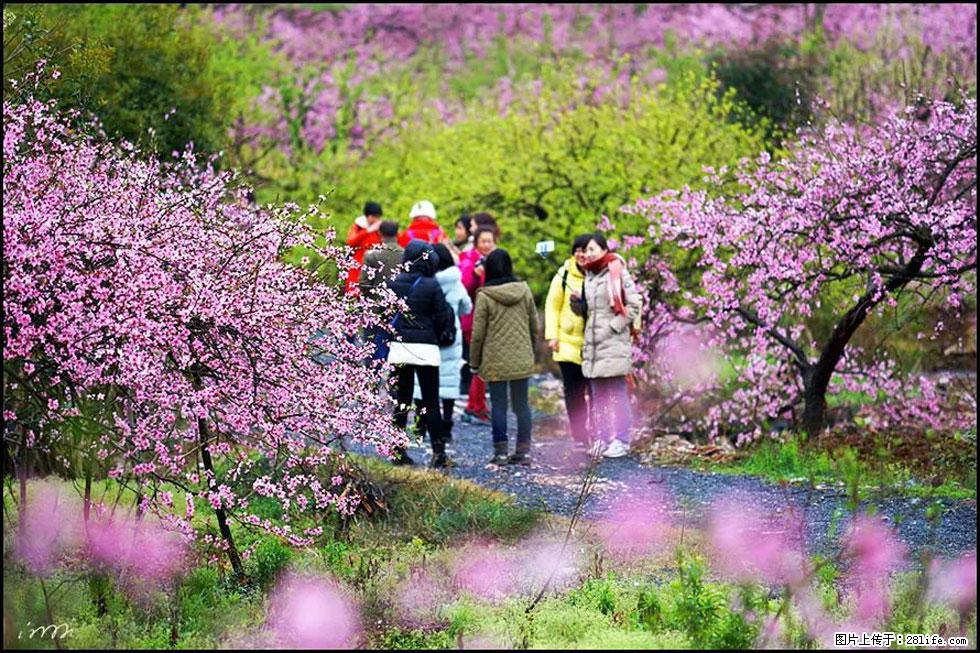 【春天，广西桂林灌阳县向您发出邀请！】官庄村有个醉美的桃花园 - 游山玩水 - 克孜勒苏生活社区 - 克孜勒苏28生活网 kzls.28life.net