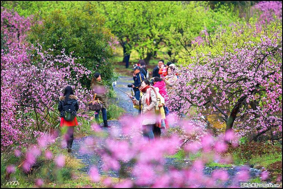 【春天，广西桂林灌阳县向您发出邀请！】官庄村有个醉美的桃花园 - 游山玩水 - 克孜勒苏生活社区 - 克孜勒苏28生活网 kzls.28life.net