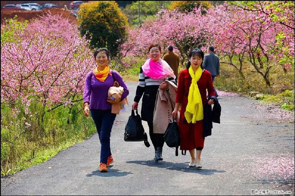 【春天，广西桂林灌阳县向您发出邀请！】官庄村有个醉美的桃花园 - 游山玩水 - 克孜勒苏生活社区 - 克孜勒苏28生活网 kzls.28life.net