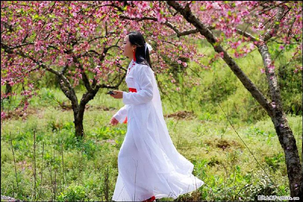 【春天，广西桂林灌阳县向您发出邀请！】官庄村有个醉美的桃花园 - 游山玩水 - 克孜勒苏生活社区 - 克孜勒苏28生活网 kzls.28life.net