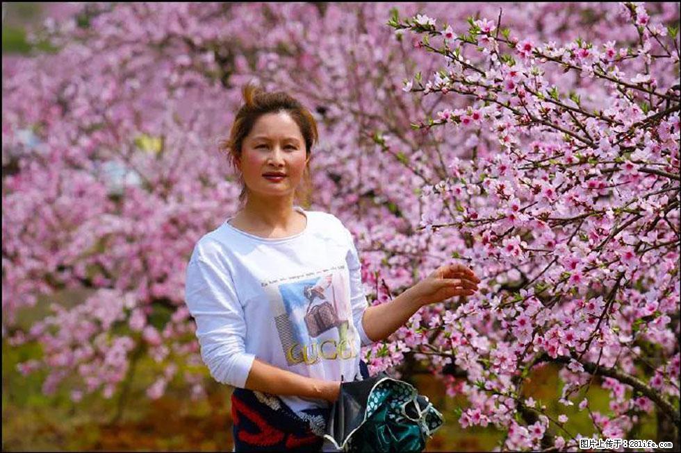 【春天，广西桂林灌阳县向您发出邀请！】官庄村有个醉美的桃花园 - 游山玩水 - 克孜勒苏生活社区 - 克孜勒苏28生活网 kzls.28life.net