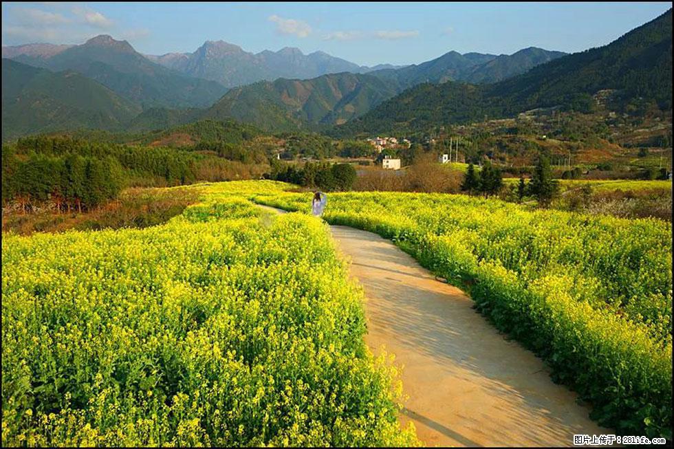 【春天，广西桂林灌阳县向您发出邀请！】长坪村油菜盛情花开 - 游山玩水 - 克孜勒苏生活社区 - 克孜勒苏28生活网 kzls.28life.net