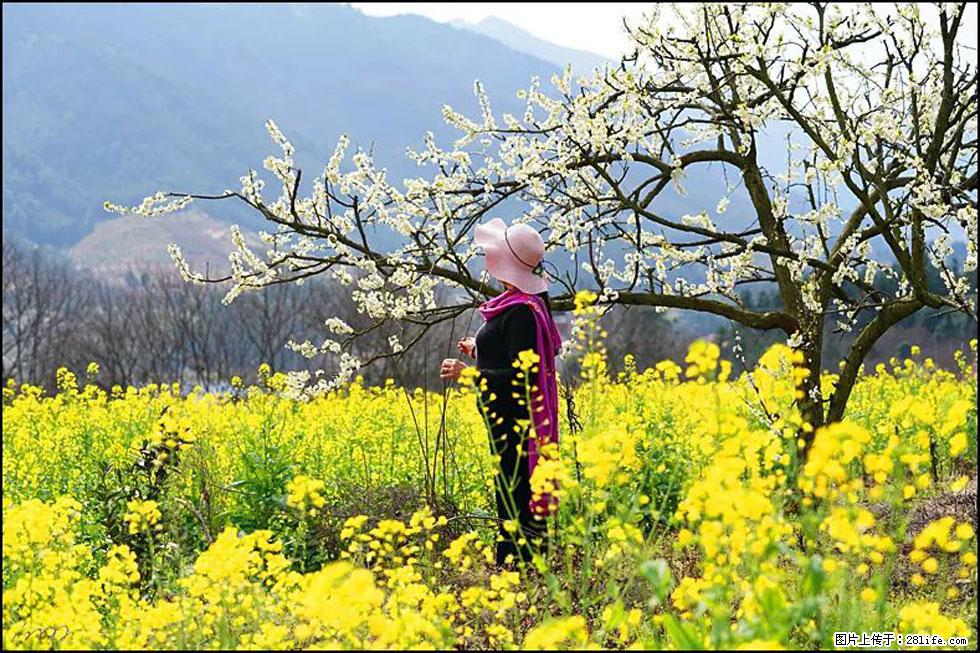【春天，广西桂林灌阳县向您发出邀请！】长坪村油菜盛情花开 - 游山玩水 - 克孜勒苏生活社区 - 克孜勒苏28生活网 kzls.28life.net