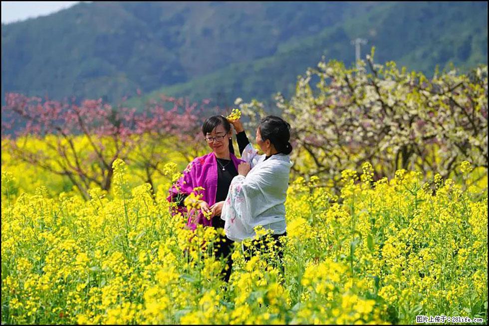 【春天，广西桂林灌阳县向您发出邀请！】长坪村油菜盛情花开 - 游山玩水 - 克孜勒苏生活社区 - 克孜勒苏28生活网 kzls.28life.net