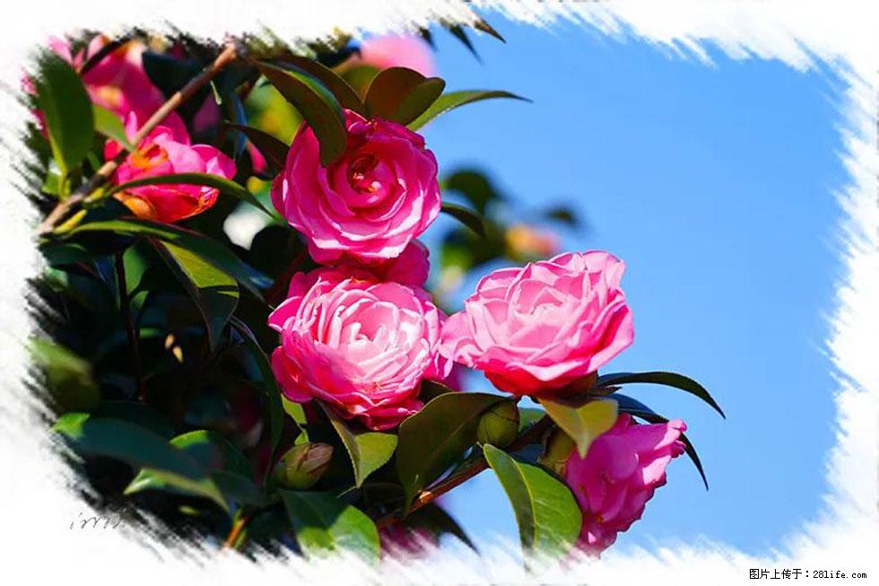 【春天，广西桂林灌阳县向您发出邀请！】杨柳井茶花惹人爱 - 游山玩水 - 克孜勒苏生活社区 - 克孜勒苏28生活网 kzls.28life.net
