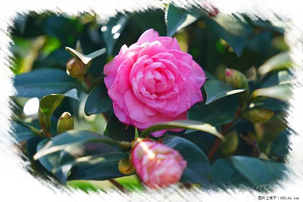 【春天，广西桂林灌阳县向您发出邀请！】杨柳井茶花惹人爱 - 游山玩水 - 克孜勒苏生活社区 - 克孜勒苏28生活网 kzls.28life.net