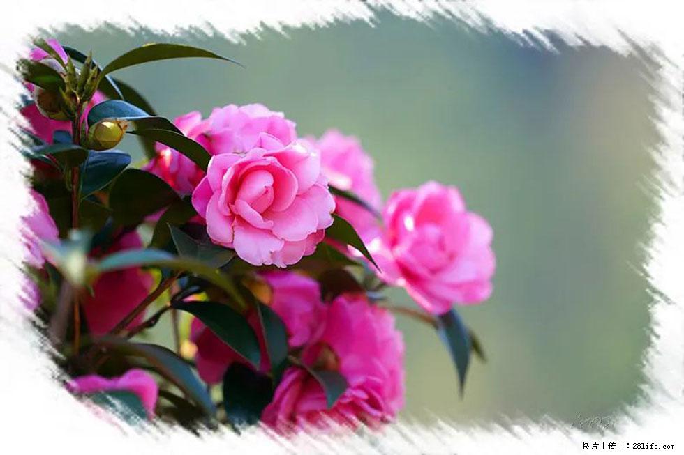 【春天，广西桂林灌阳县向您发出邀请！】杨柳井茶花惹人爱 - 游山玩水 - 克孜勒苏生活社区 - 克孜勒苏28生活网 kzls.28life.net