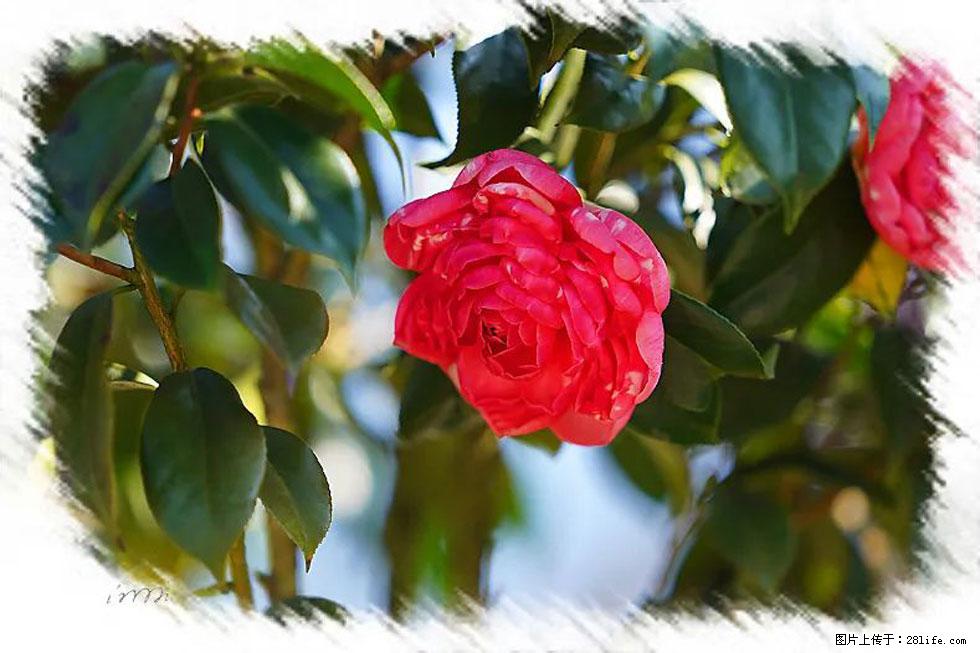 【春天，广西桂林灌阳县向您发出邀请！】杨柳井茶花惹人爱 - 游山玩水 - 克孜勒苏生活社区 - 克孜勒苏28生活网 kzls.28life.net