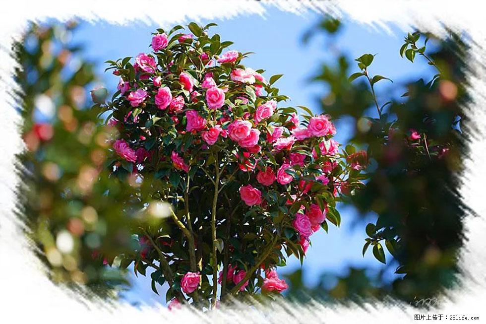 【春天，广西桂林灌阳县向您发出邀请！】杨柳井茶花惹人爱 - 游山玩水 - 克孜勒苏生活社区 - 克孜勒苏28生活网 kzls.28life.net