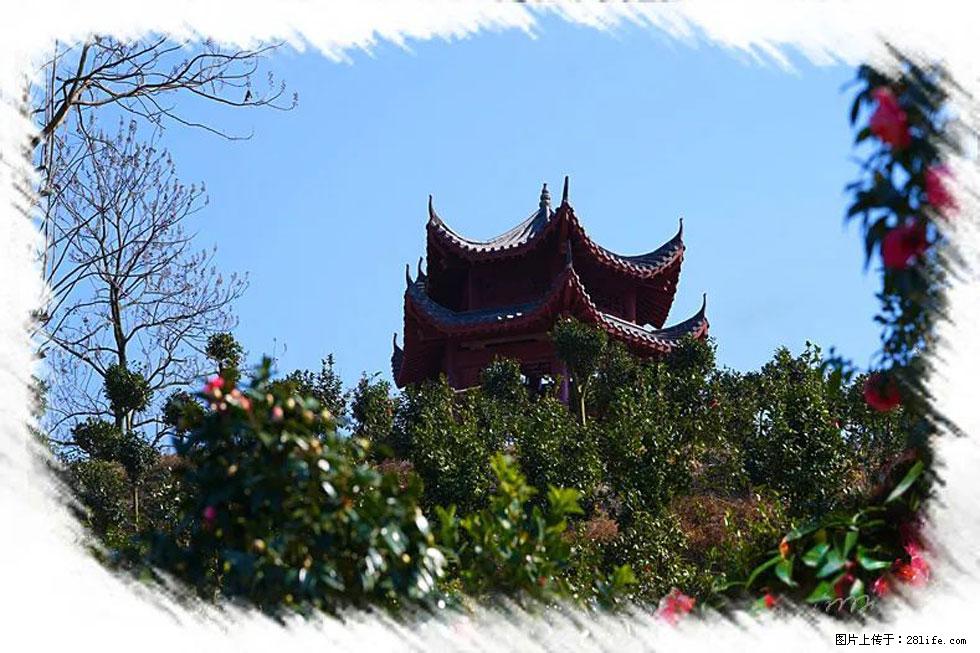 【春天，广西桂林灌阳县向您发出邀请！】杨柳井茶花惹人爱 - 游山玩水 - 克孜勒苏生活社区 - 克孜勒苏28生活网 kzls.28life.net