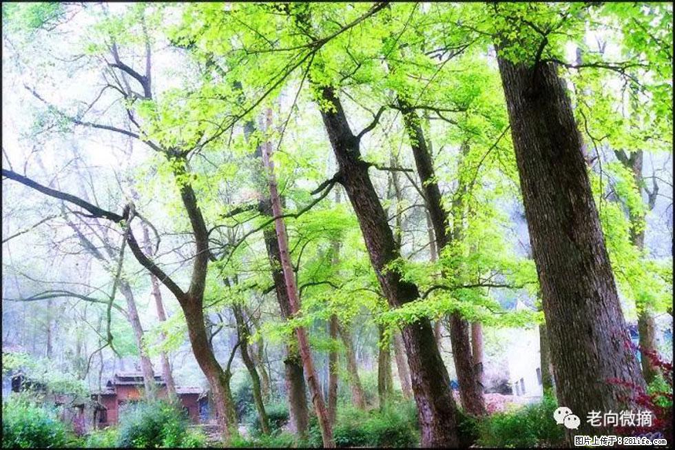 【春天，广西桂林灌阳县向您发出邀请！】在小龙村与春天约会 - 游山玩水 - 克孜勒苏生活社区 - 克孜勒苏28生活网 kzls.28life.net