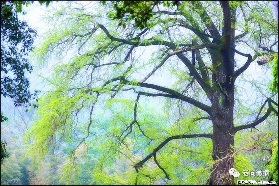 【春天，广西桂林灌阳县向您发出邀请！】在小龙村与春天约会 - 游山玩水 - 克孜勒苏生活社区 - 克孜勒苏28生活网 kzls.28life.net