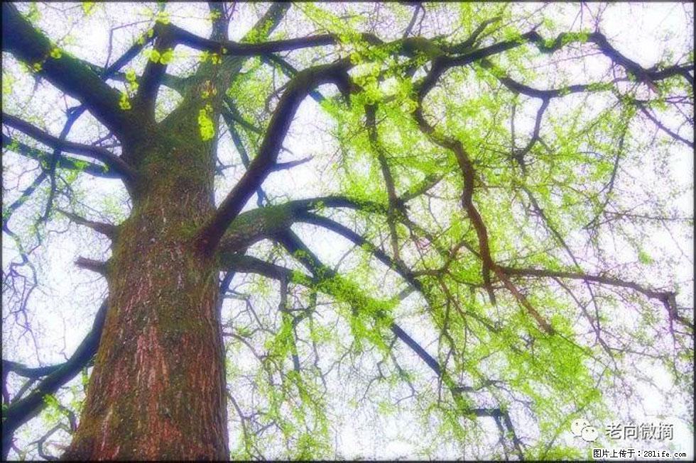 【春天，广西桂林灌阳县向您发出邀请！】在小龙村与春天约会 - 游山玩水 - 克孜勒苏生活社区 - 克孜勒苏28生活网 kzls.28life.net