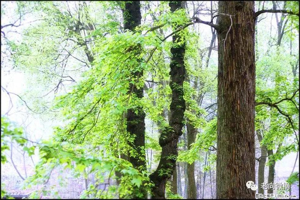 【春天，广西桂林灌阳县向您发出邀请！】在小龙村与春天约会 - 游山玩水 - 克孜勒苏生活社区 - 克孜勒苏28生活网 kzls.28life.net