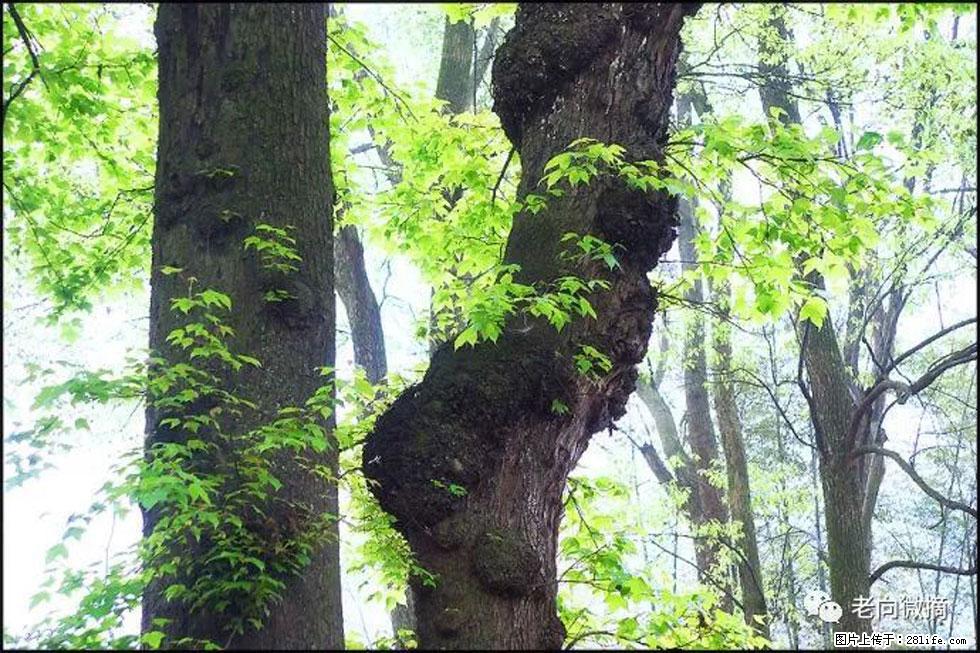 【春天，广西桂林灌阳县向您发出邀请！】在小龙村与春天约会 - 游山玩水 - 克孜勒苏生活社区 - 克孜勒苏28生活网 kzls.28life.net
