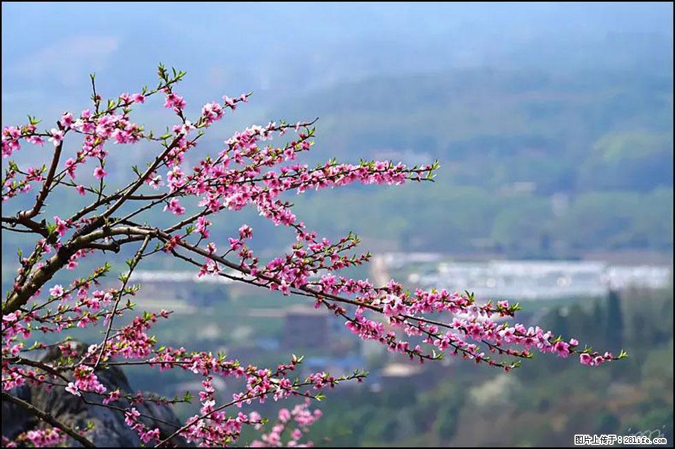 【春天，广西桂林灌阳县向您发出邀请！】望月岭上桃花开 - 游山玩水 - 克孜勒苏生活社区 - 克孜勒苏28生活网 kzls.28life.net