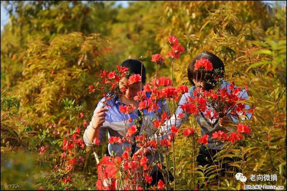 【春天，广西桂林灌阳县向您发出邀请！】登麒麟山，相约映山红 - 游山玩水 - 克孜勒苏生活社区 - 克孜勒苏28生活网 kzls.28life.net