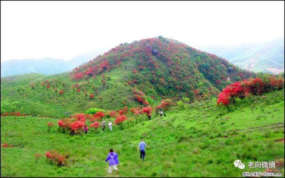 【春天，广西桂林灌阳县向您发出邀请！】宝盖山上映山红 - 游山玩水 - 克孜勒苏生活社区 - 克孜勒苏28生活网 kzls.28life.net