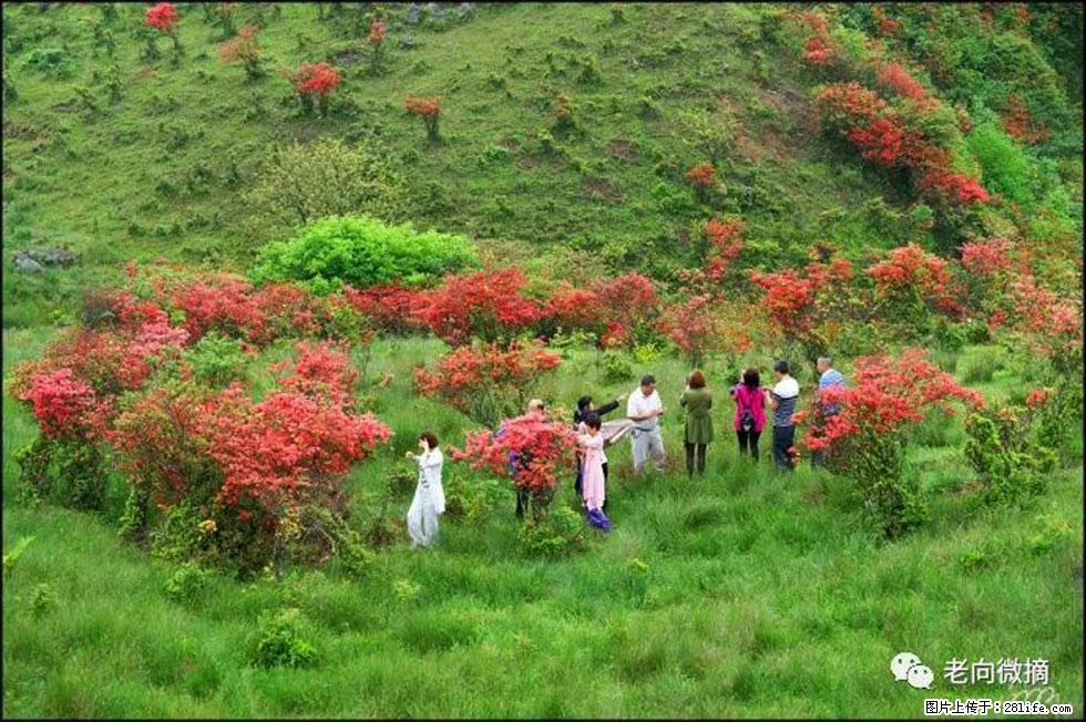 【春天，广西桂林灌阳县向您发出邀请！】宝盖山上映山红 - 游山玩水 - 克孜勒苏生活社区 - 克孜勒苏28生活网 kzls.28life.net