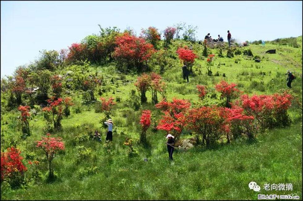 【春天，广西桂林灌阳县向您发出邀请！】宝盖山上映山红 - 游山玩水 - 克孜勒苏生活社区 - 克孜勒苏28生活网 kzls.28life.net