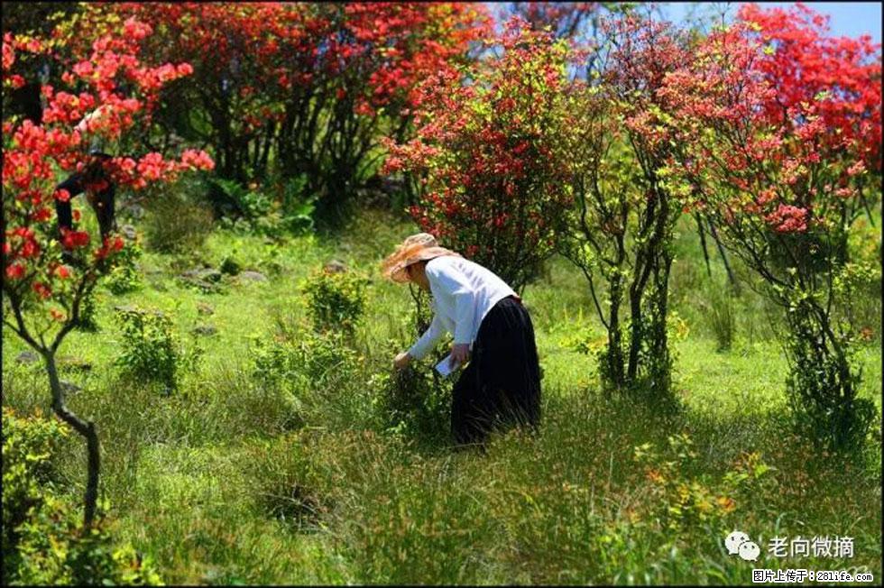 【春天，广西桂林灌阳县向您发出邀请！】宝盖山上映山红 - 游山玩水 - 克孜勒苏生活社区 - 克孜勒苏28生活网 kzls.28life.net