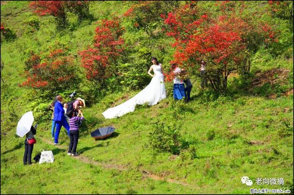 【春天，广西桂林灌阳县向您发出邀请！】宝盖山上映山红 - 游山玩水 - 克孜勒苏生活社区 - 克孜勒苏28生活网 kzls.28life.net