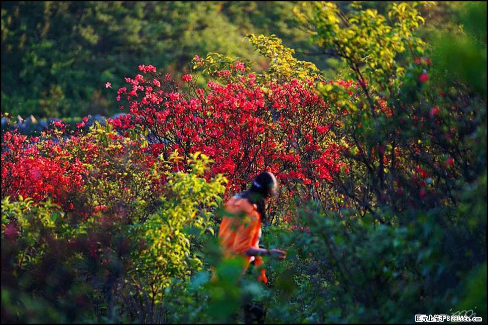 【春天，广西桂林灌阳县向您发出邀请！】春木界上映山红 - 游山玩水 - 克孜勒苏生活社区 - 克孜勒苏28生活网 kzls.28life.net