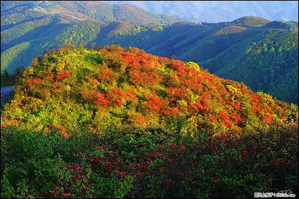 【春天，广西桂林灌阳县向您发出邀请！】春木界上映山红 - 游山玩水 - 克孜勒苏生活社区 - 克孜勒苏28生活网 kzls.28life.net