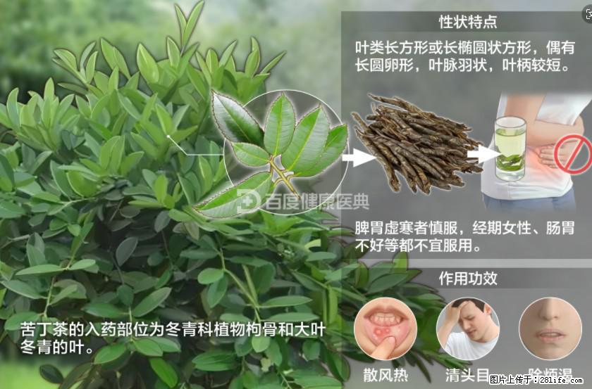 苦丁茶有哪些功效和作用 - 生活百科 - 克孜勒苏生活社区 - 克孜勒苏28生活网 kzls.28life.net