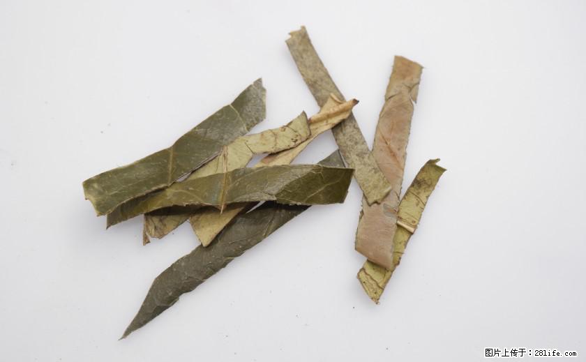苦丁茶有哪些功效和作用 - 生活百科 - 克孜勒苏生活社区 - 克孜勒苏28生活网 kzls.28life.net