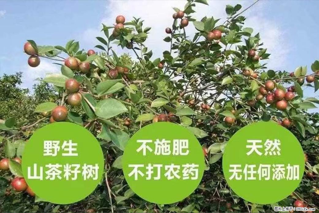 【灌阳县油茶产业示范区】一个有着充实的精神生活的人，对待身外之物自会有一种淡泊的态度 - 美食天地 - 克孜勒苏生活社区 - 克孜勒苏28生活网 kzls.28life.net