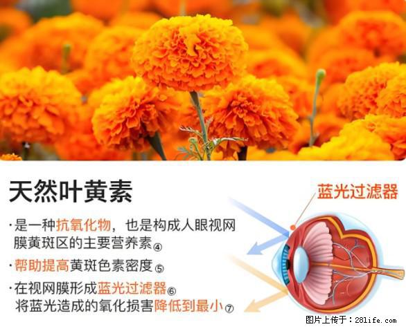 叶黄素有什么功效和作用 - 生活百科 - 克孜勒苏生活社区 - 克孜勒苏28生活网 kzls.28life.net