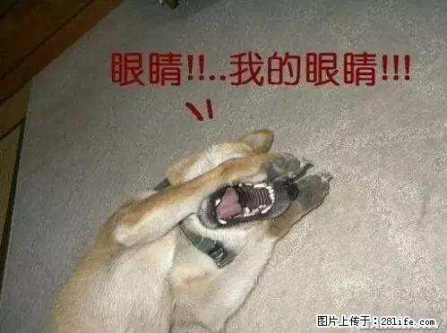 笑癫了！一女的怀孕三年未生，他终于忍不住了... - 娱乐八卦 - 克孜勒苏生活社区 - 克孜勒苏28生活网 kzls.28life.net