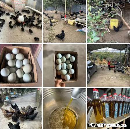 油茶园从小鸡仔开始养起的纯土鸡、土鸡蛋可以预定啦！还有前几天刚榨的纯山茶油哦 - 土特产 - 饮食特产 - 克孜勒苏分类信息 - 克孜勒苏28生活网 kzls.28life.net