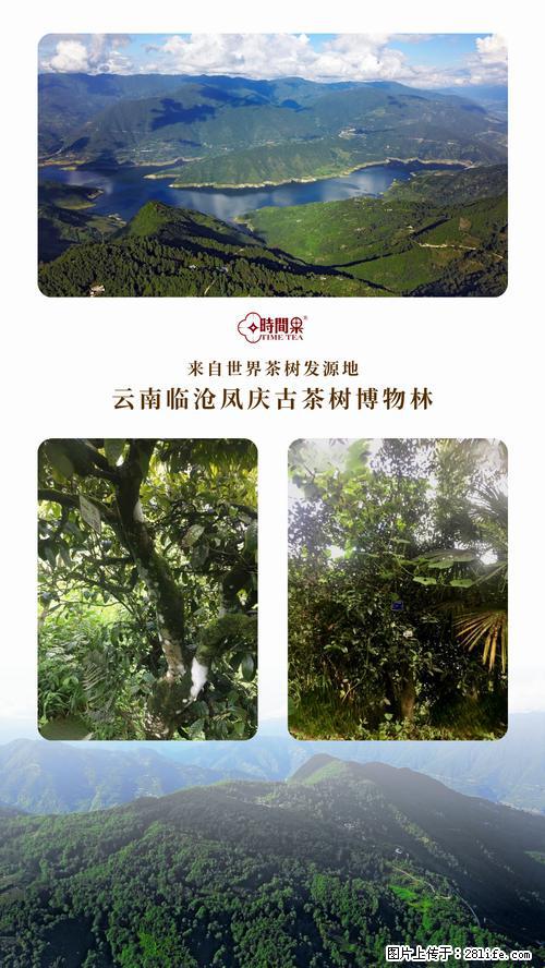 时间果百年古树2025年春红茶 - 购物交流 - 克孜勒苏生活社区 - 克孜勒苏28生活网 kzls.28life.net