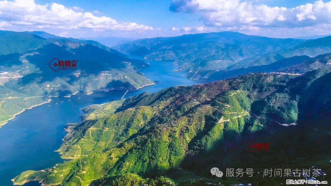 时间果百年古树龙珠普洱生茶 - 购物交流 - 克孜勒苏生活社区 - 克孜勒苏28生活网 kzls.28life.net