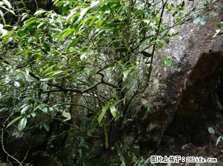 平乐石崖茶，珍贵仅次于金花茶 - 克孜勒苏生活资讯 - 克孜勒苏28生活网 kzls.28life.net