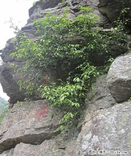 平乐石崖茶，珍贵仅次于金花茶 - 克孜勒苏生活资讯 - 克孜勒苏28生活网 kzls.28life.net