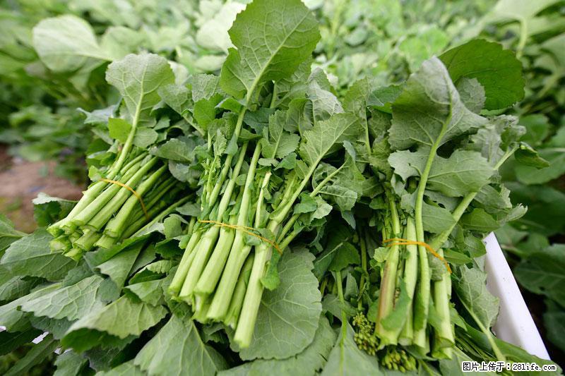 这些蔬菜是“天然钙片”，这6种被医生重点推荐 - 克孜勒苏生活资讯 - 克孜勒苏28生活网 kzls.28life.net